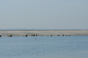 Zeehondjes Baarland bij Camping Scheldeoord