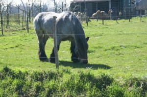 Zeeuws Trekpaard